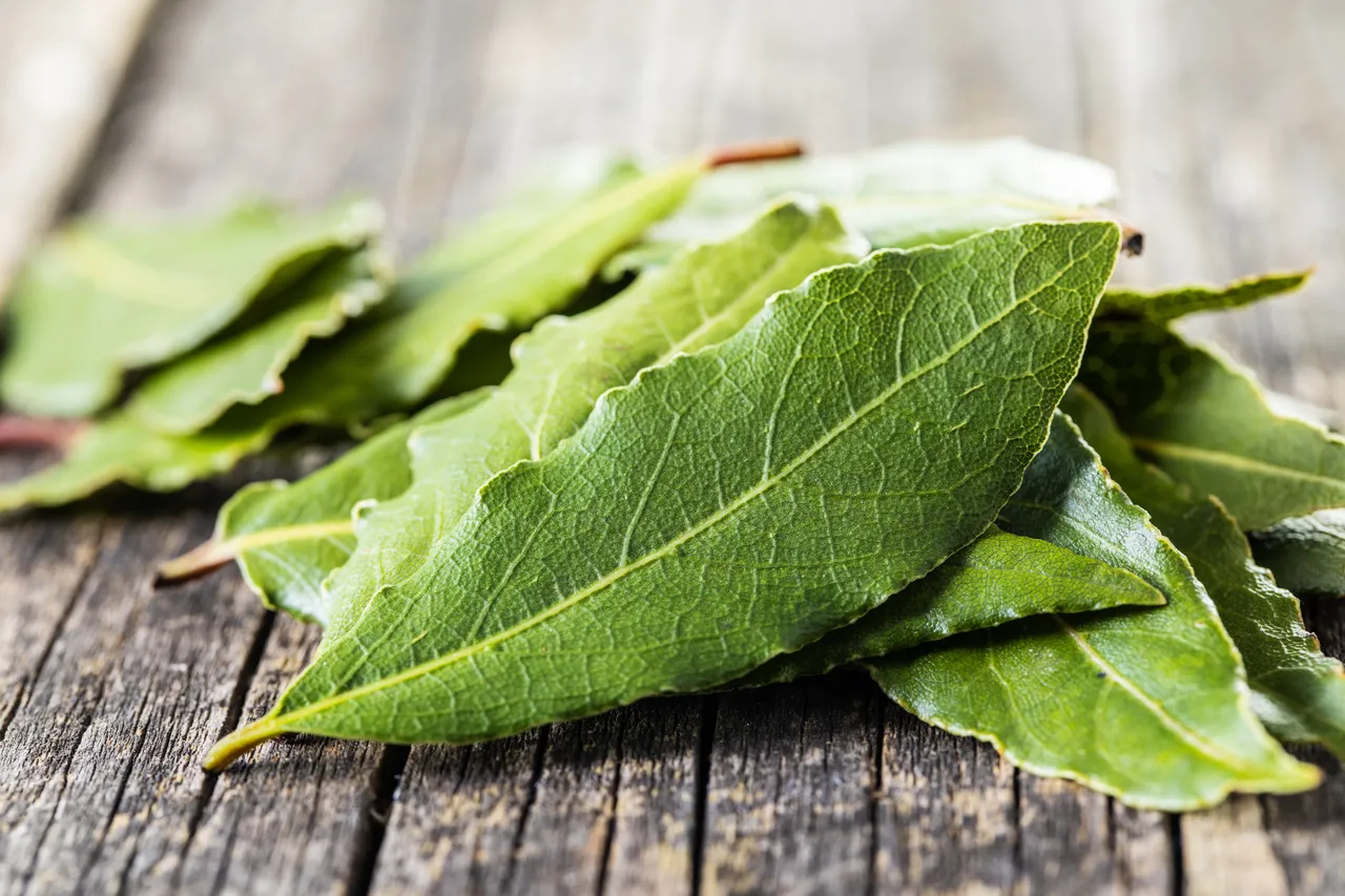 Pourquoi faut-il mettre des feuilles de laurier dans une maison ? Tous