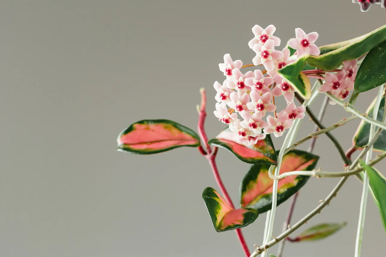 fleur-de-cire