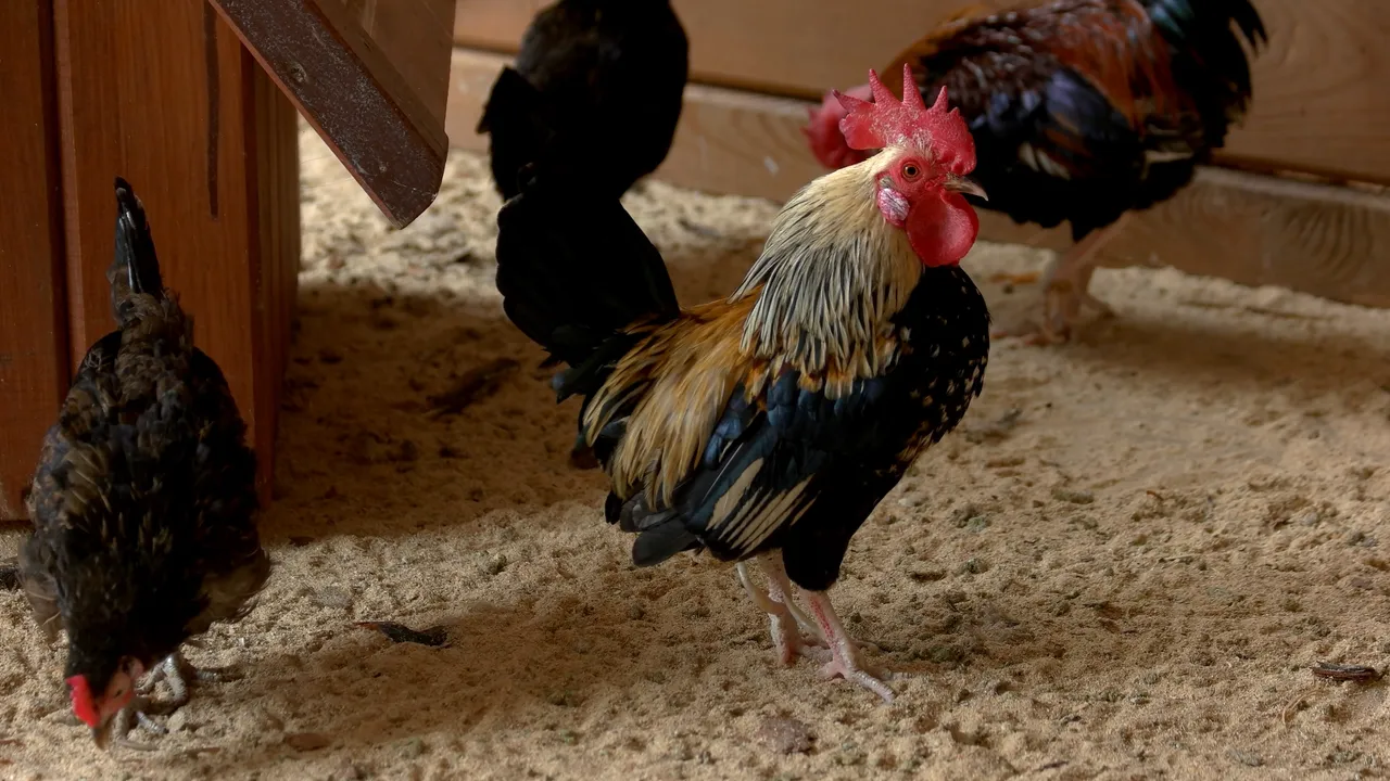 fumier-poule