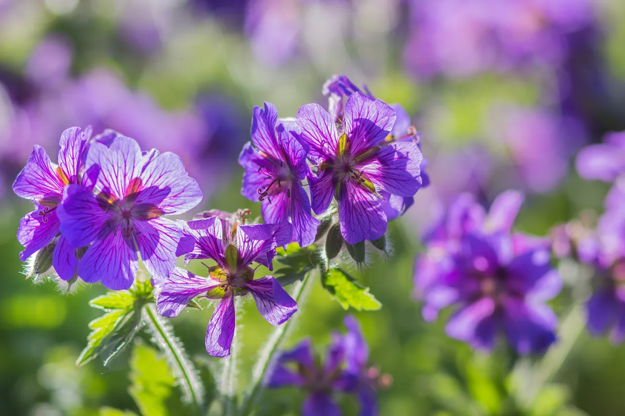 geranium-hiver