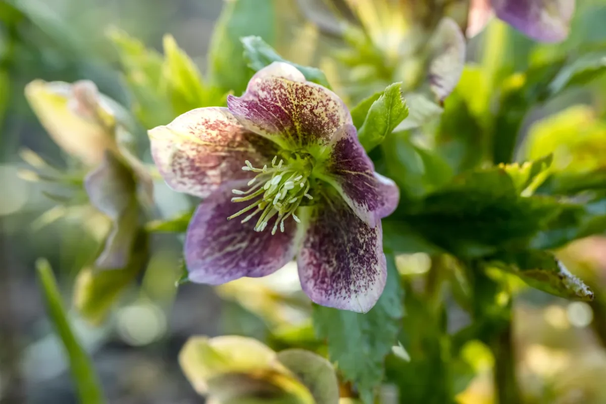 helleborus