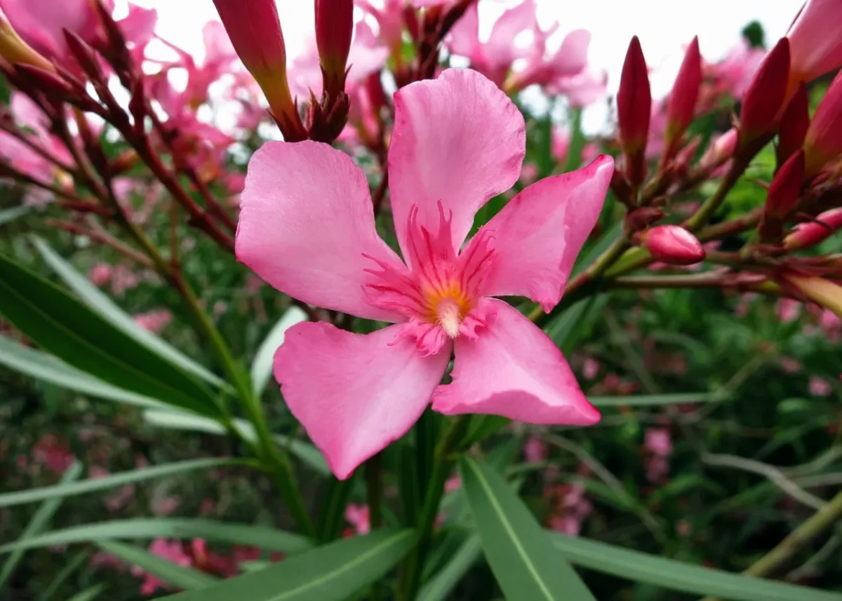 hivernage laurier rose