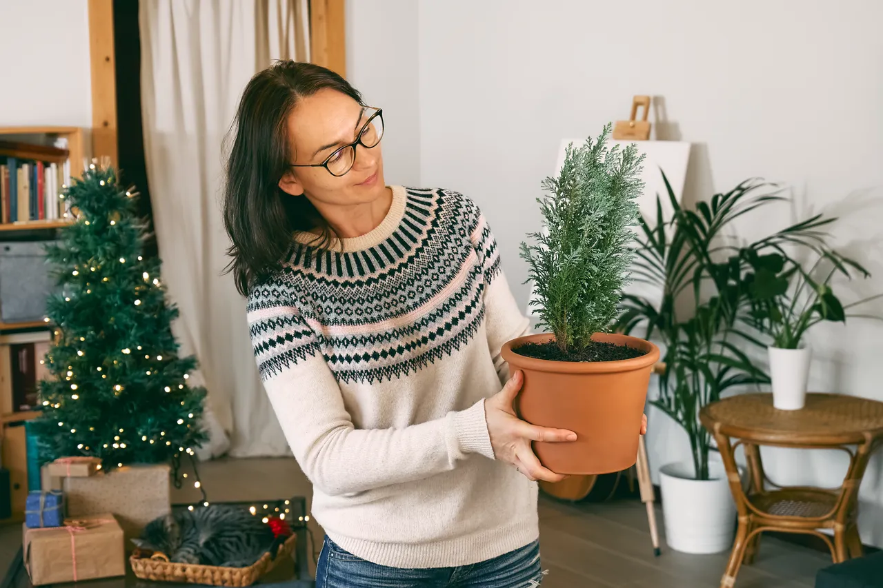 hivernage-plantes
