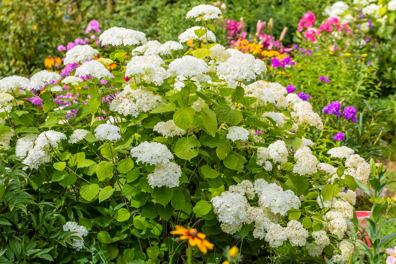 Que mettre au pied des hortensias en hiver ? Comment bien protéger vos ...