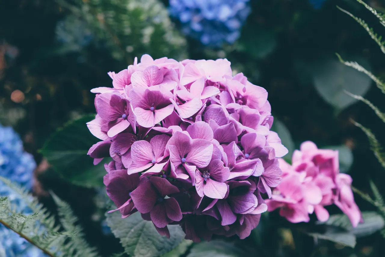 hortensia-novembre