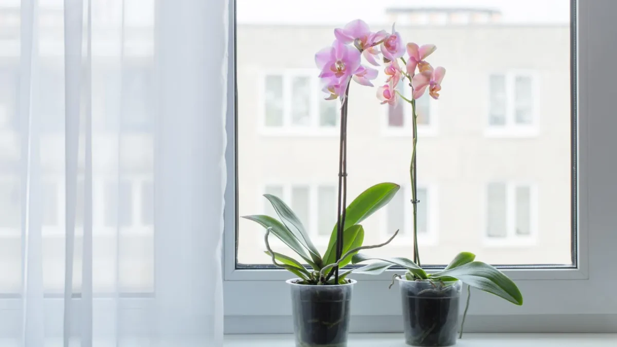 humidificateur-orchidee