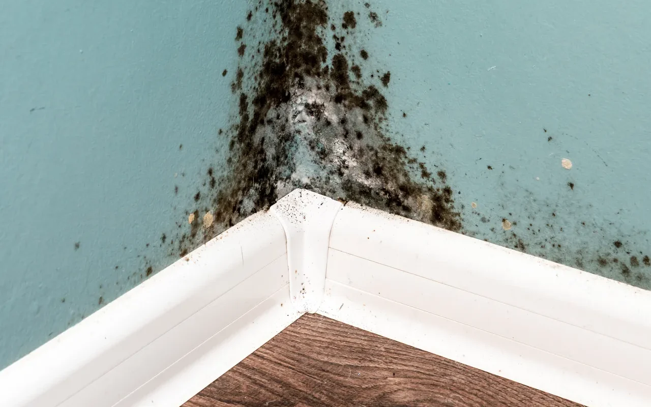 Moisissure noire sur vos murs comment s’en débarrasser durablement et éviter ces dangers