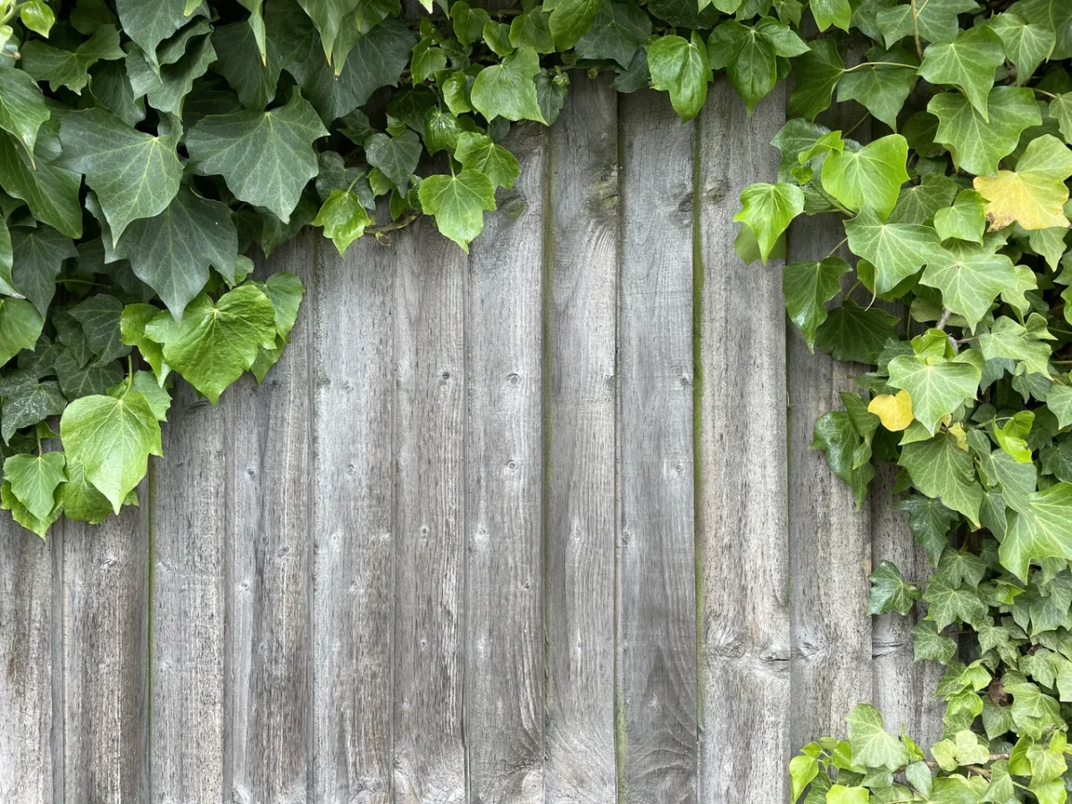 mur-lierre