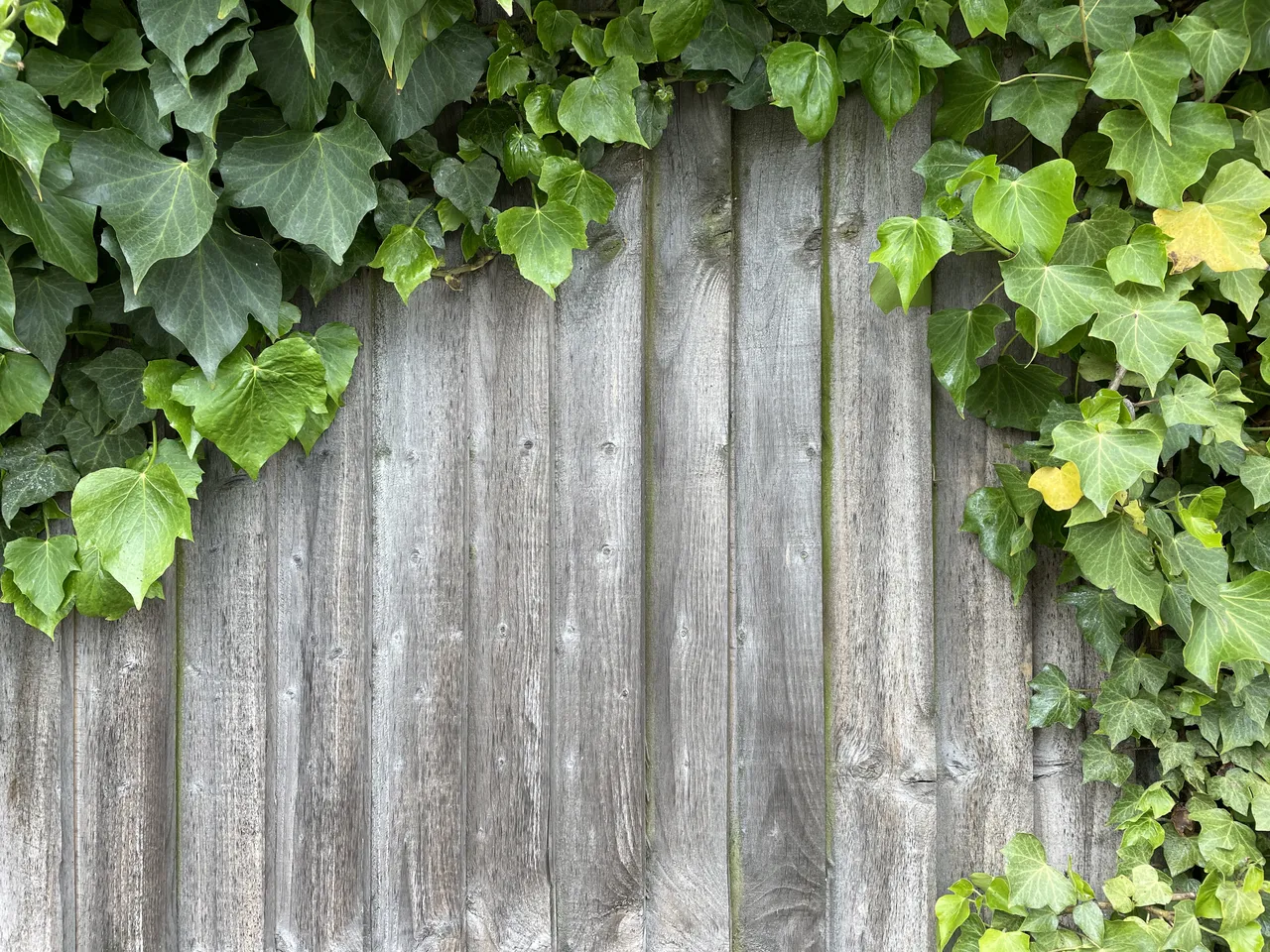 Faire pousser du lierre sur les murs les 4 étapes essentielles à suivre absolument