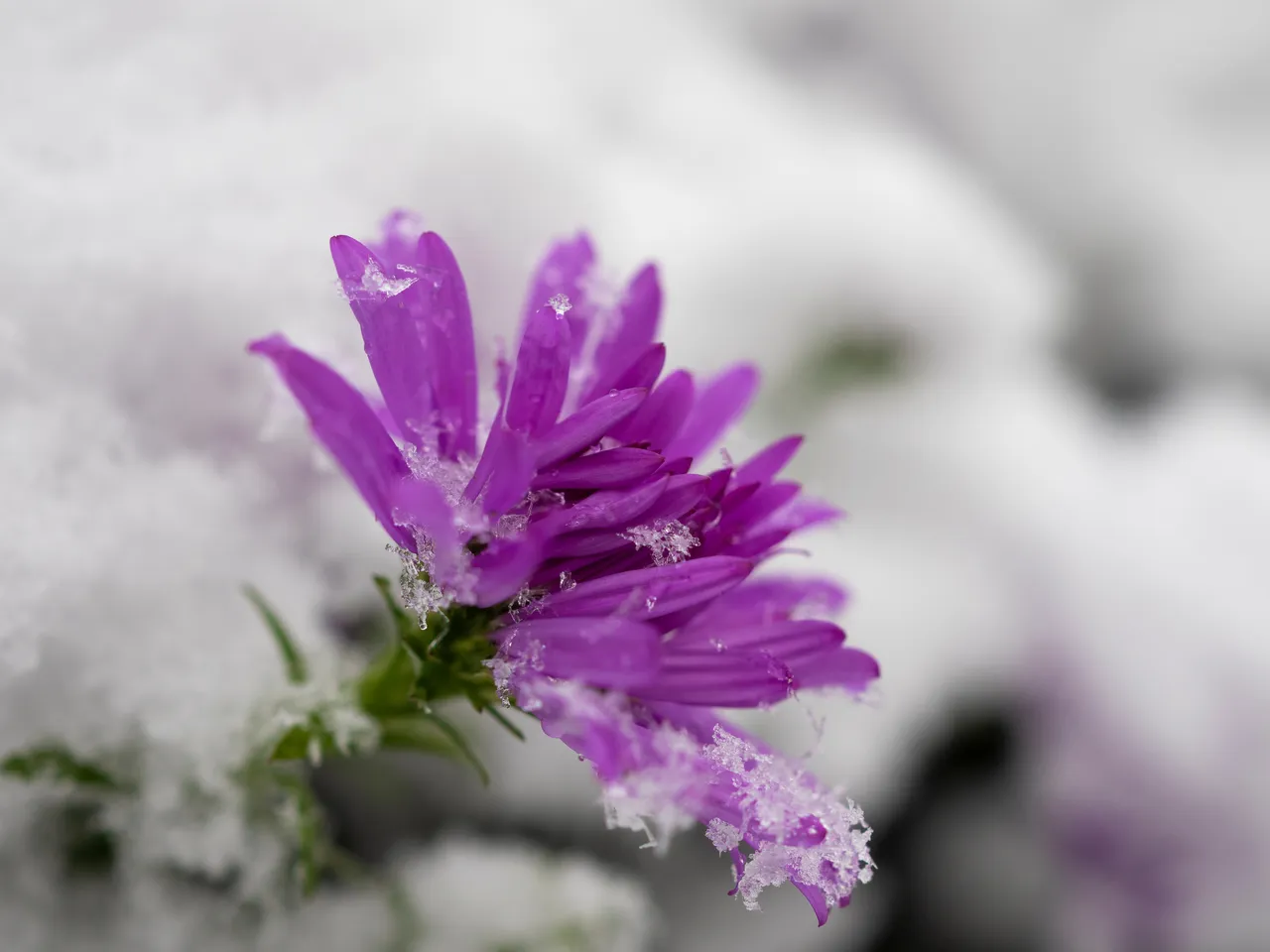 neige-jardin