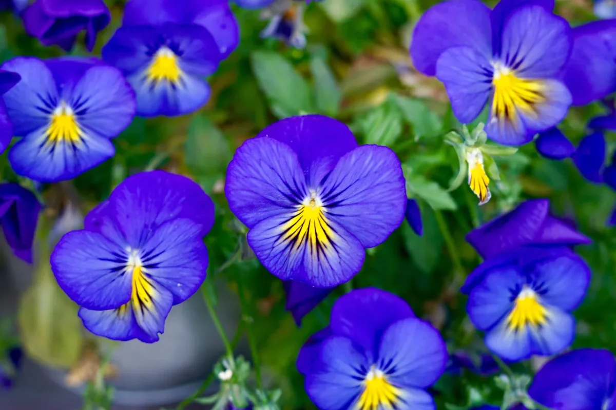 pensées-jardiniere