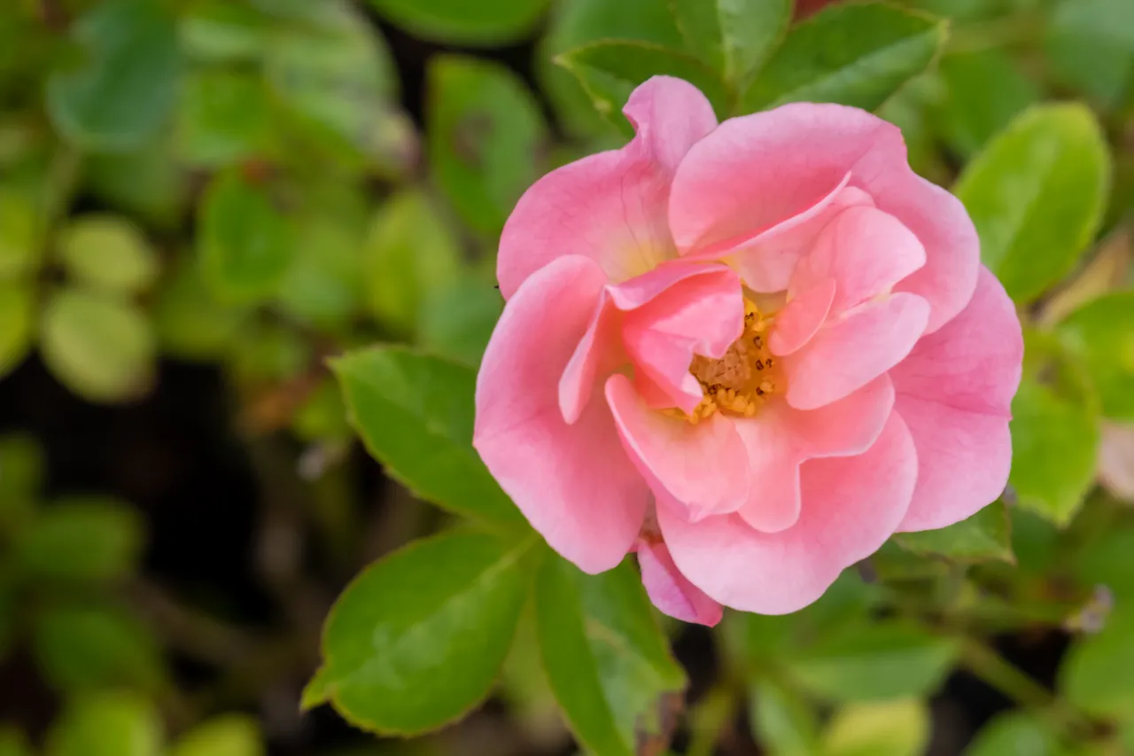 pied-des-rosiers