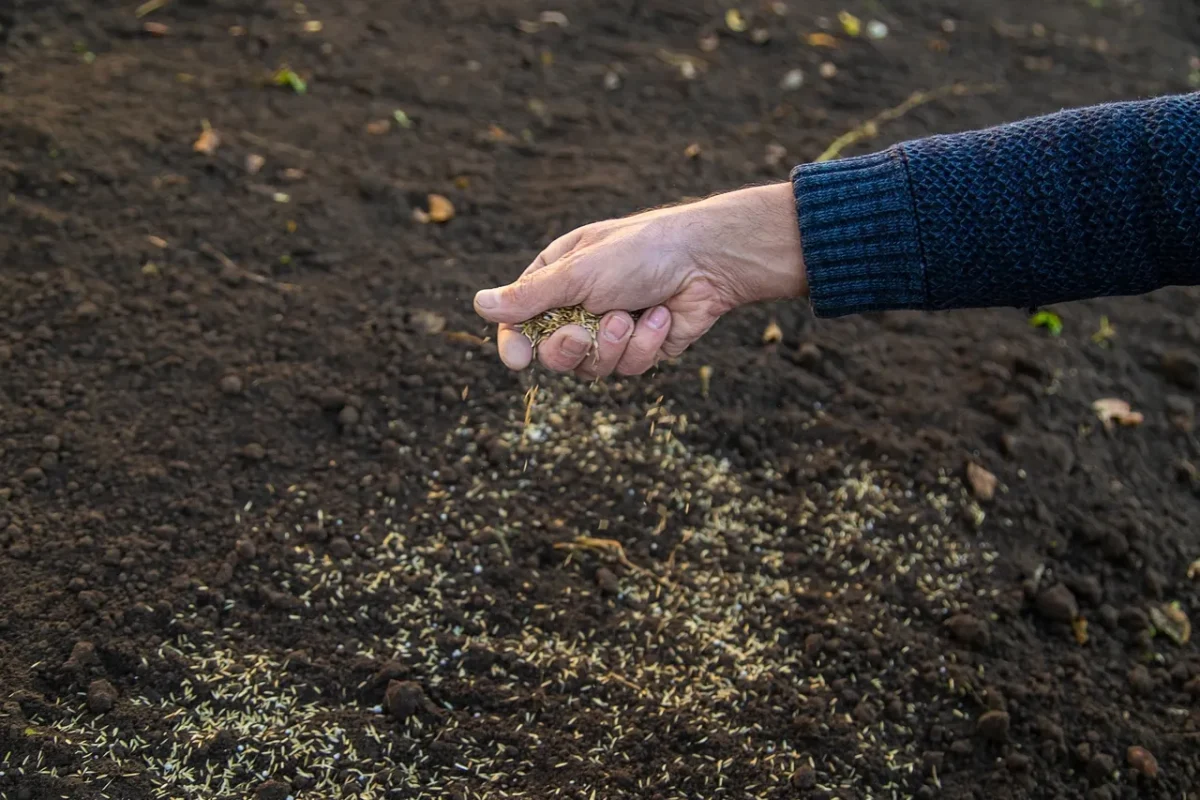 planter-gazon-novembre