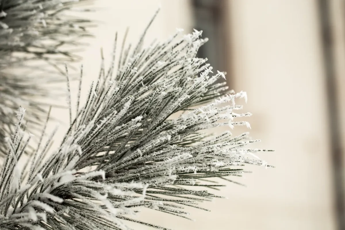 planter-proteger-froid