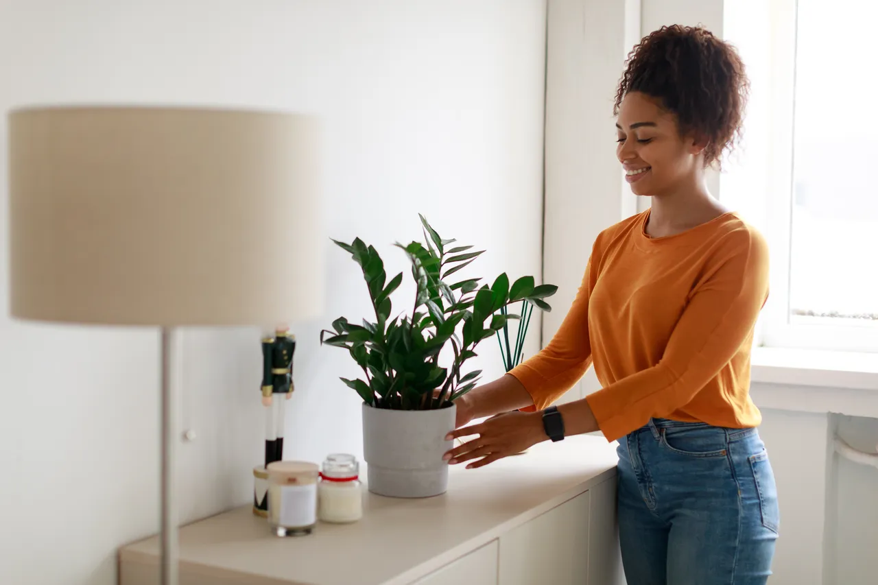 plantes-chambre