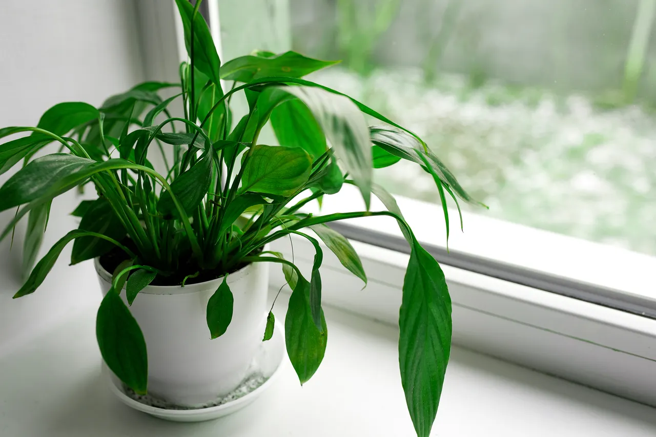 plantes-co2