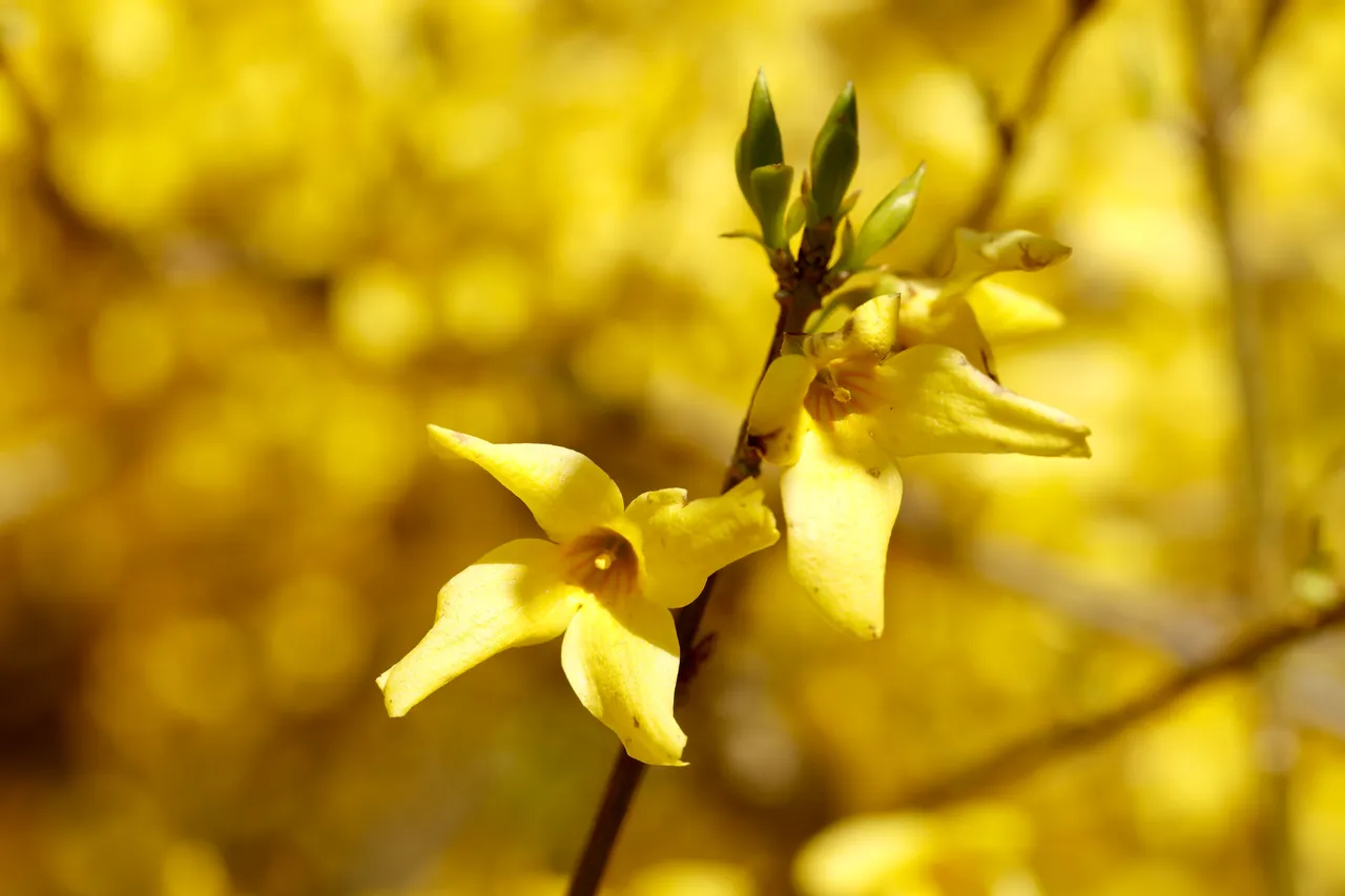 plantes-fleuries-taille