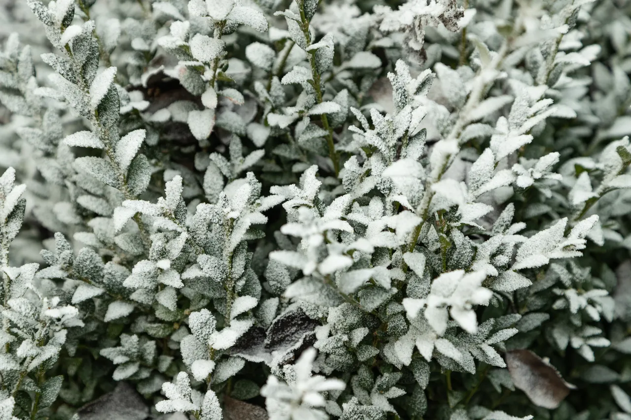 plantes-froid