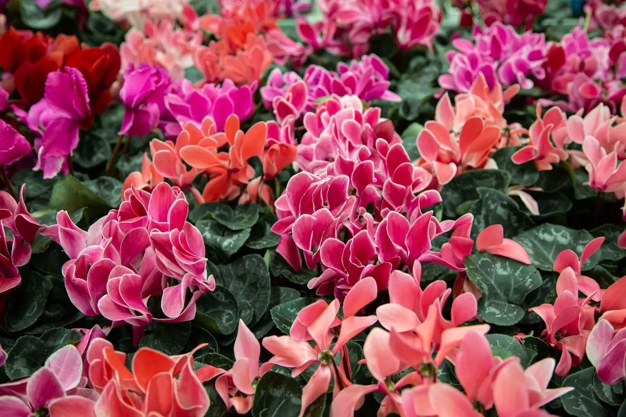 plantes-jardiniere-novembre