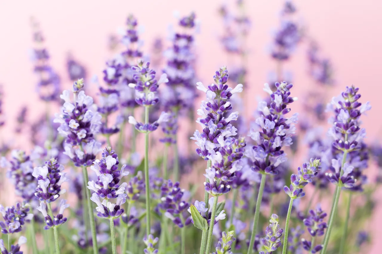plantes-nuisibles