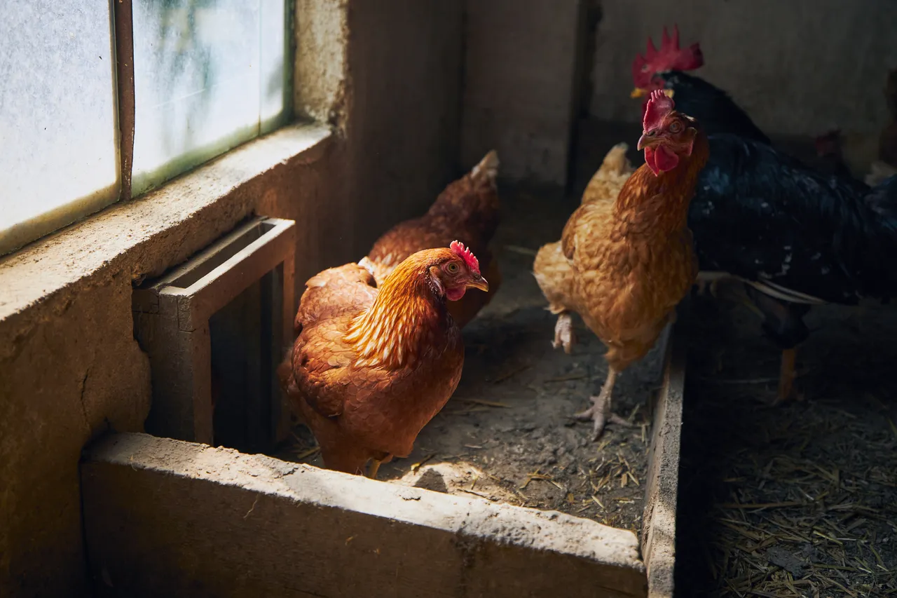 poules-hiver