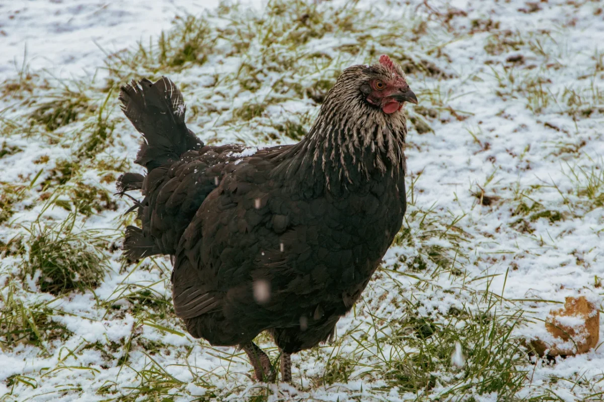 poules-hiver