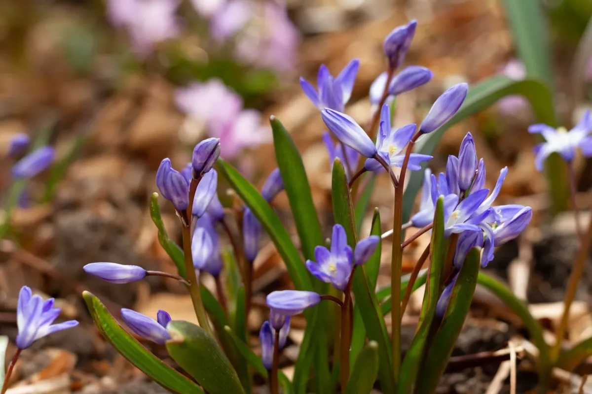proteger-jardin-froid