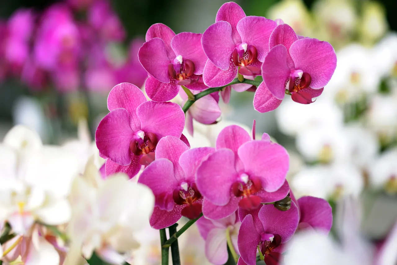 racines-orchidees