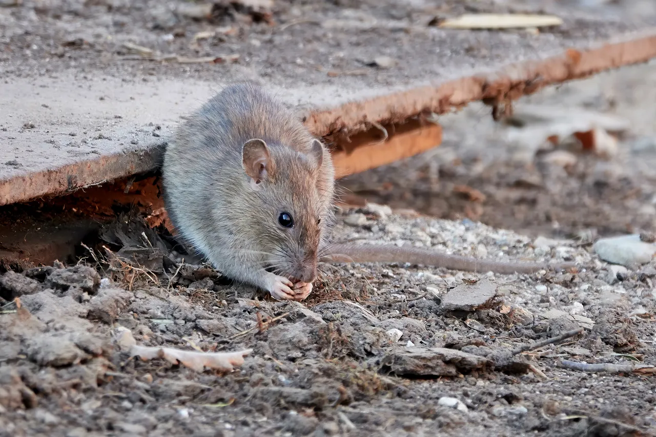 rat-poulailler