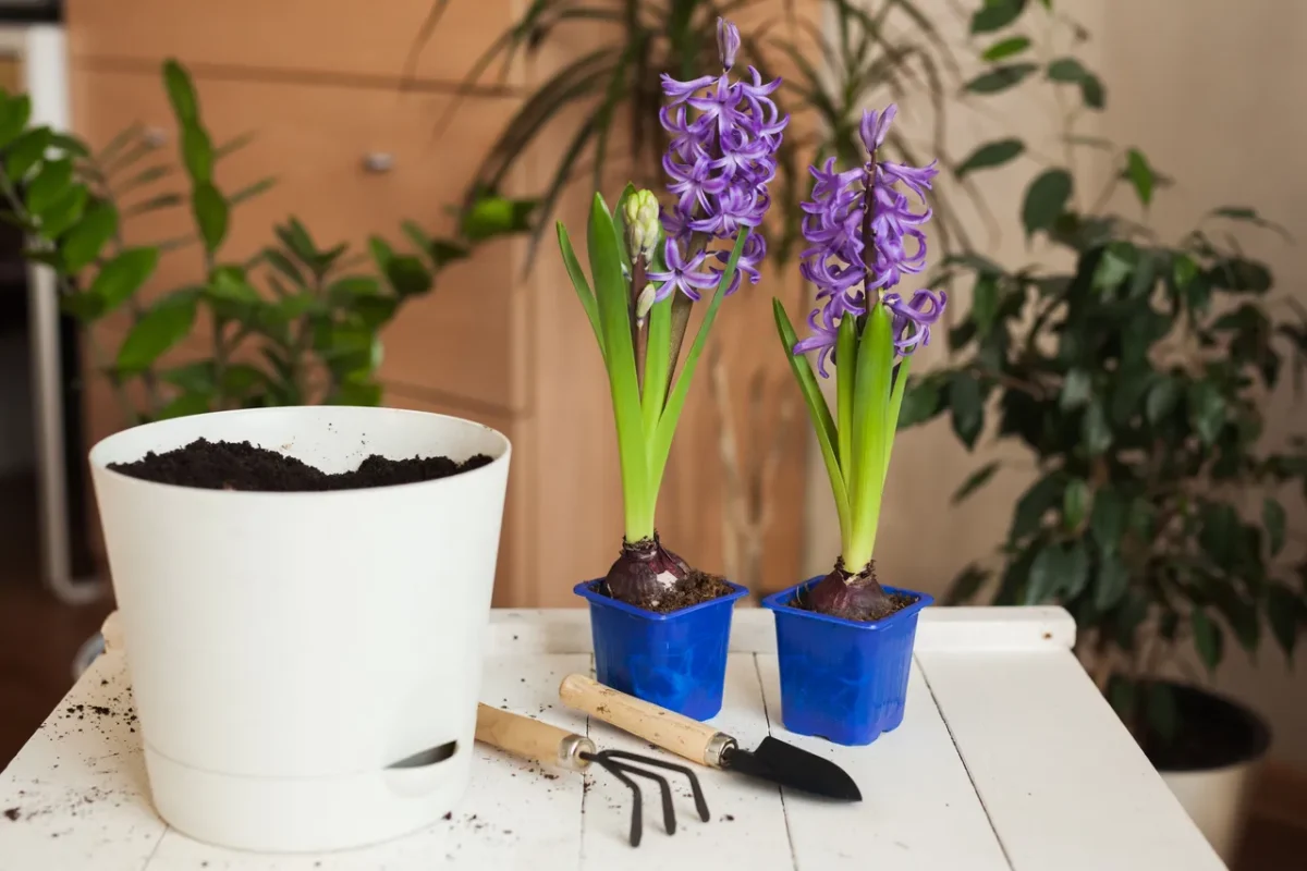 rempoter-plantes