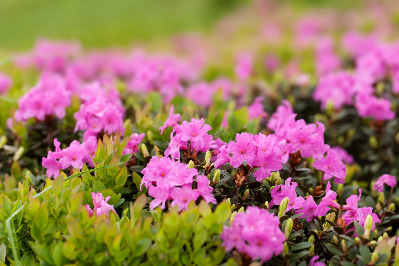rhododendron Bloombux