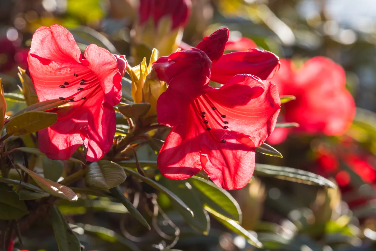 rhododendron