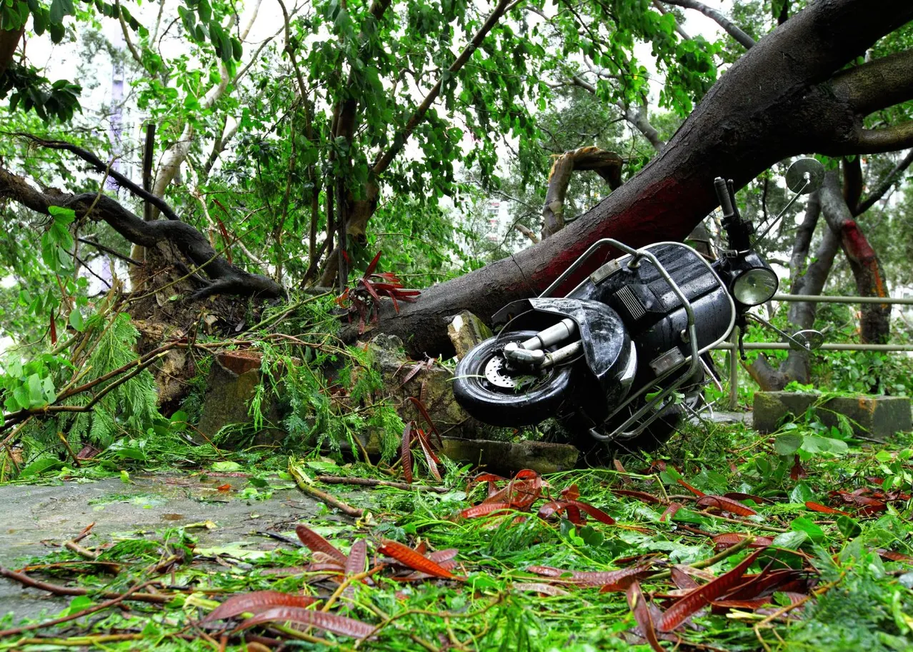 tempete jardin