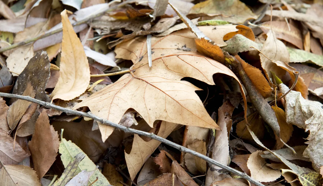 amende-feuilles-mortes