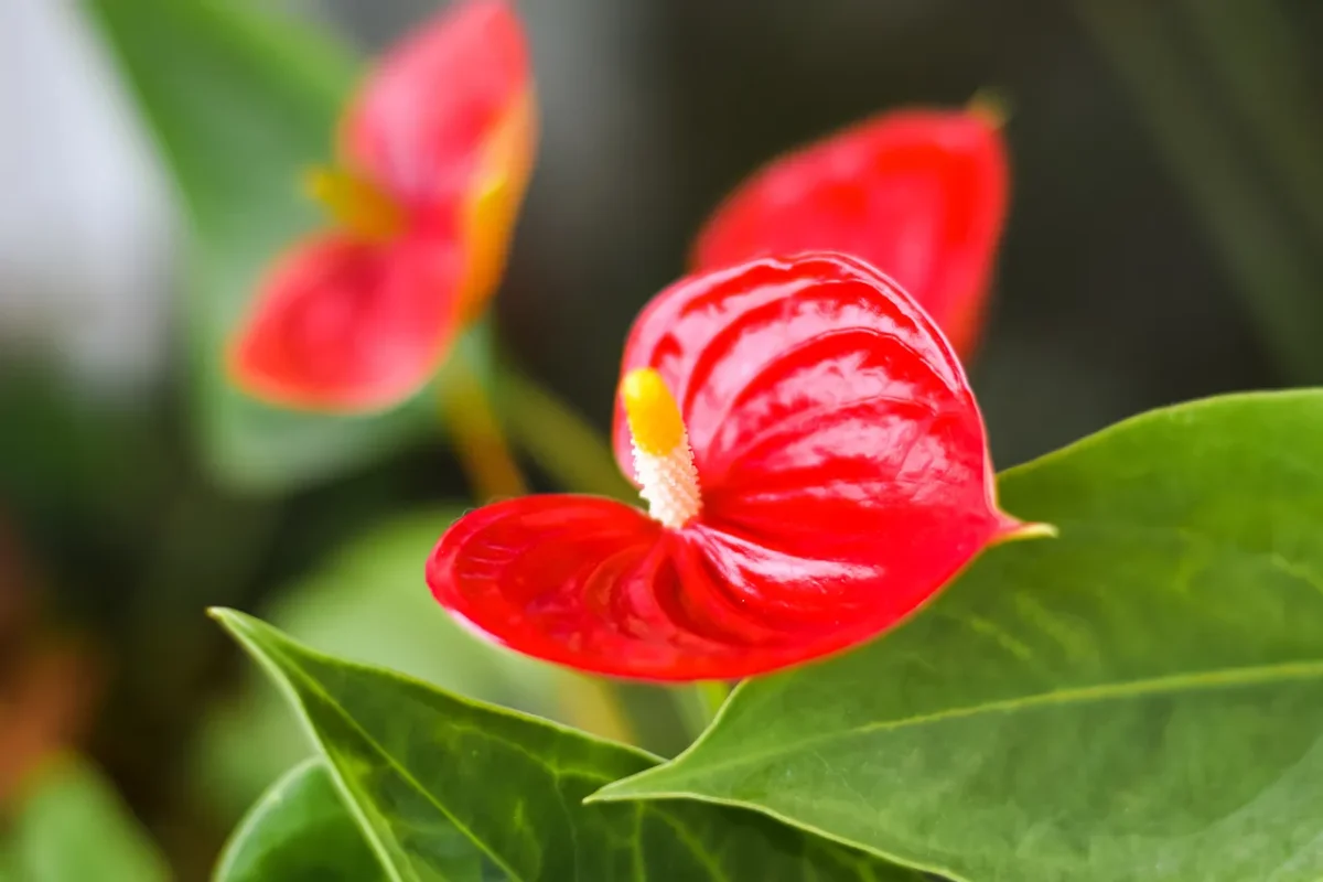 anthurium-feuilles