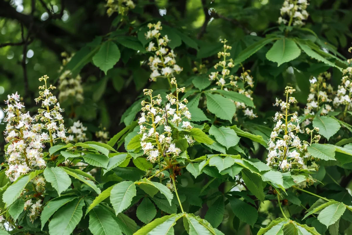 arbres-croissance-rapide-hiver