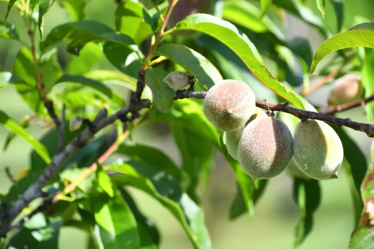 arbres-fruitiers-huile-colza