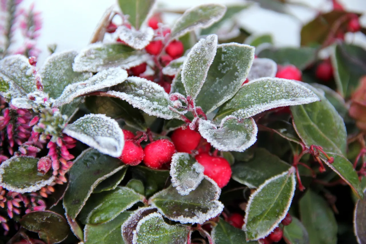 arrosage-voile-hivernage