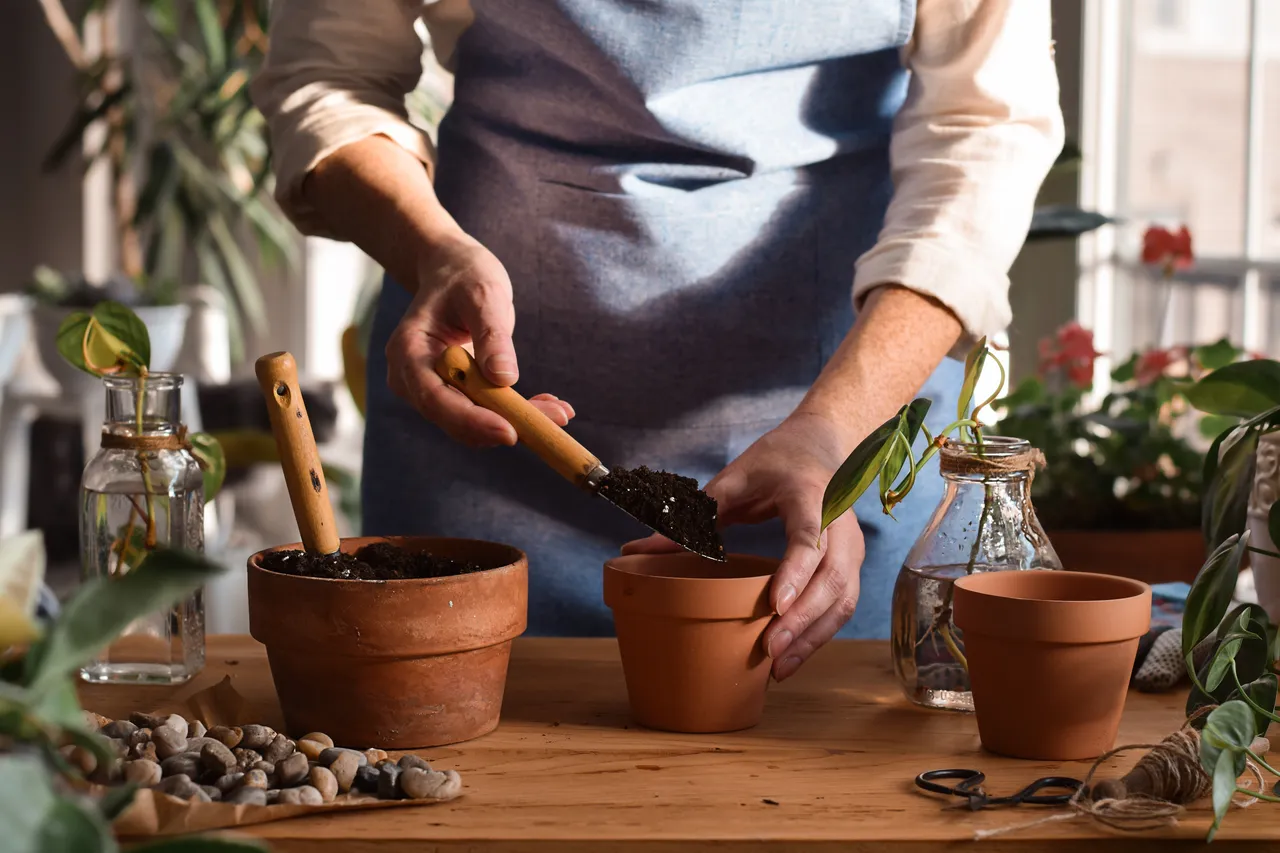 bouturage-bois-sec