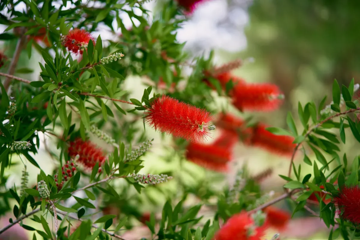 bouture-callistemon