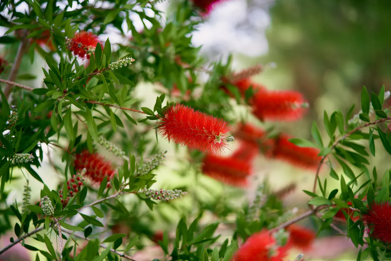 bouture-callistemon