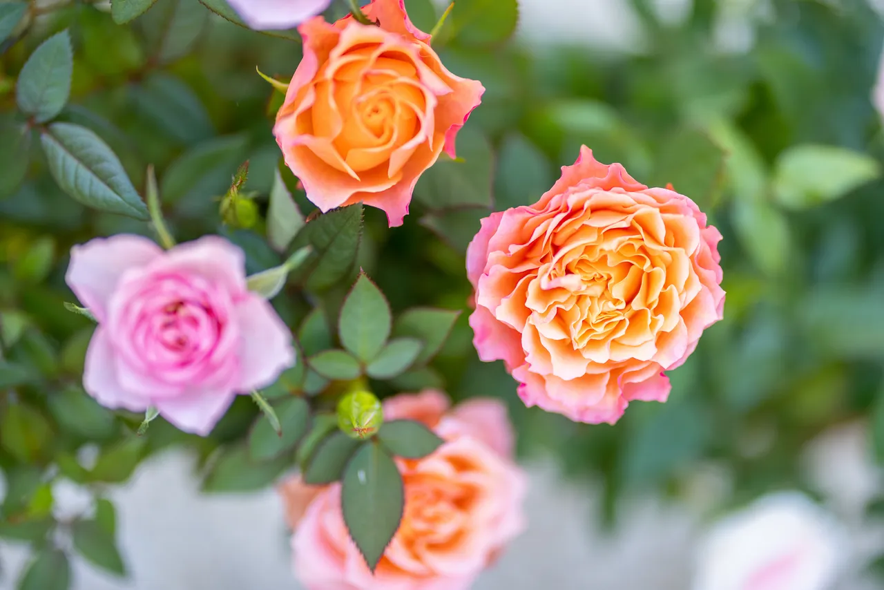 cendres-pied-rosier