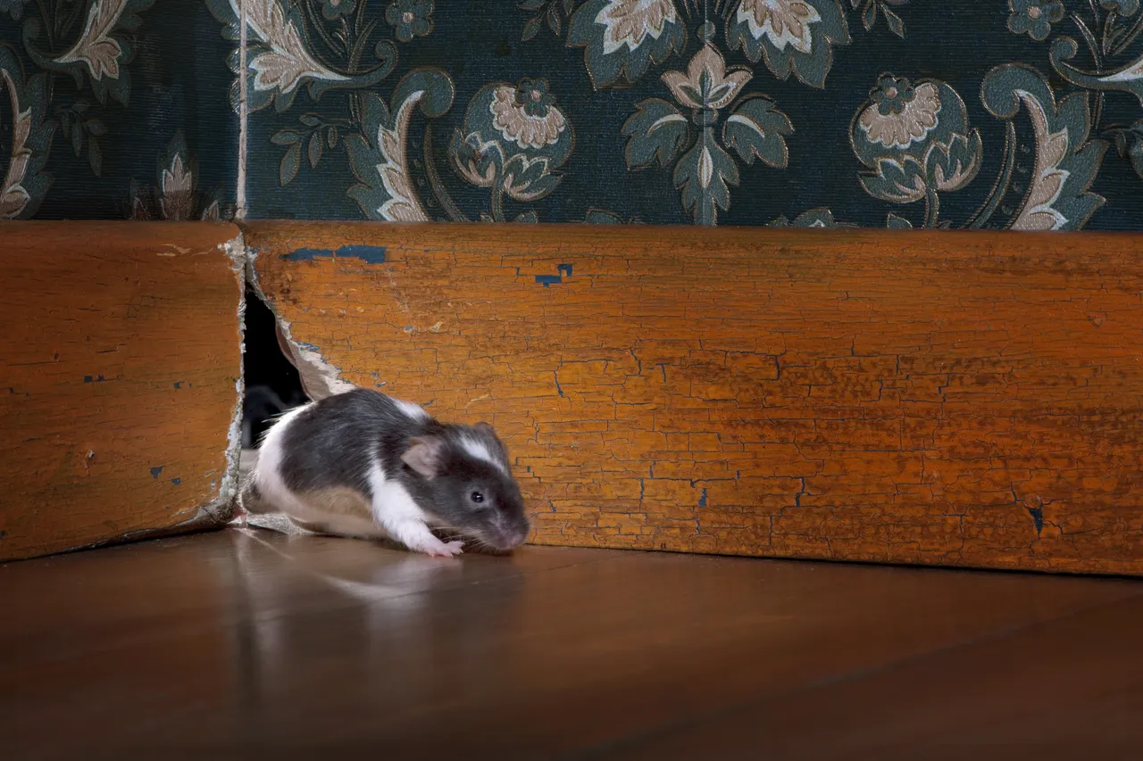 chasser-souris-naturel