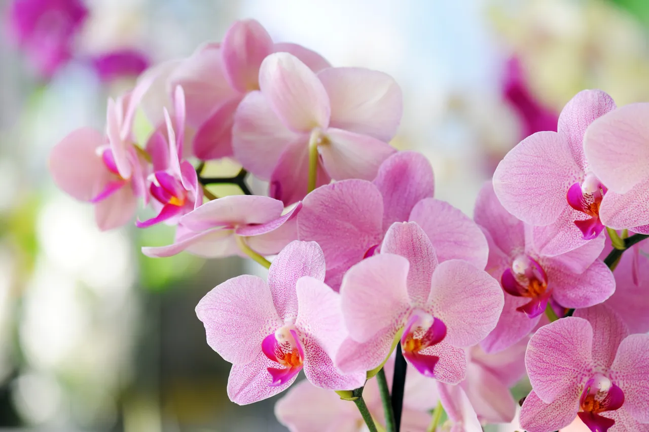 citron-orchidee