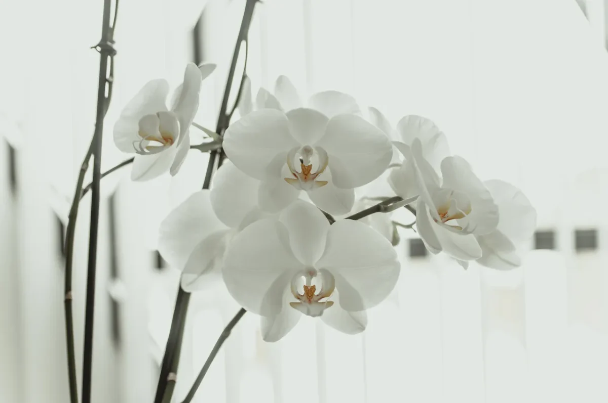 comment-tailler-orchidee