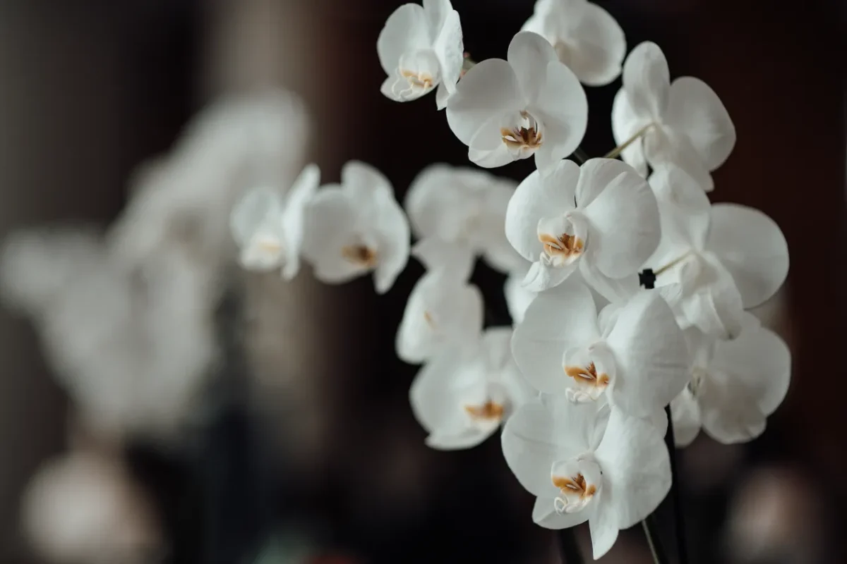 conseil-entretien-orchidee