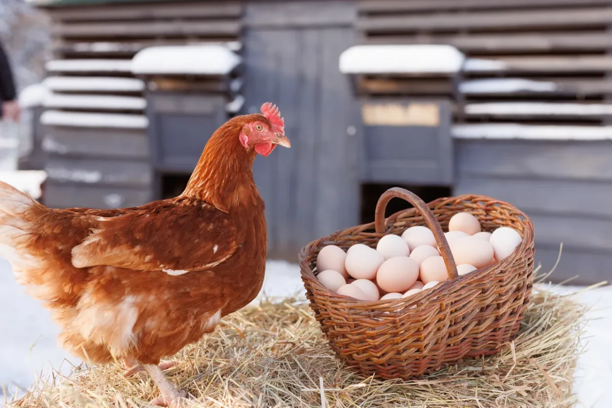 conservation-oeufs-poules