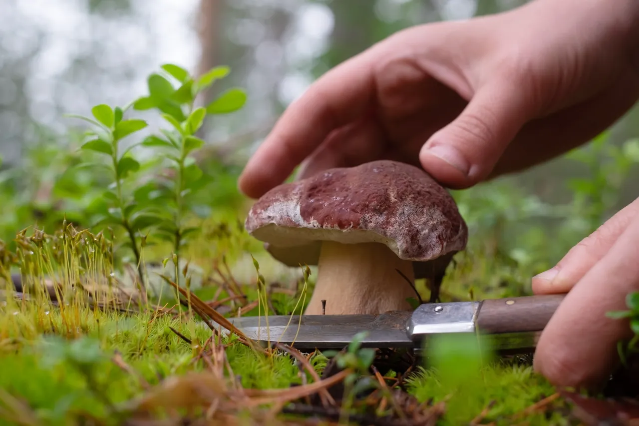couper-cepes-couteau