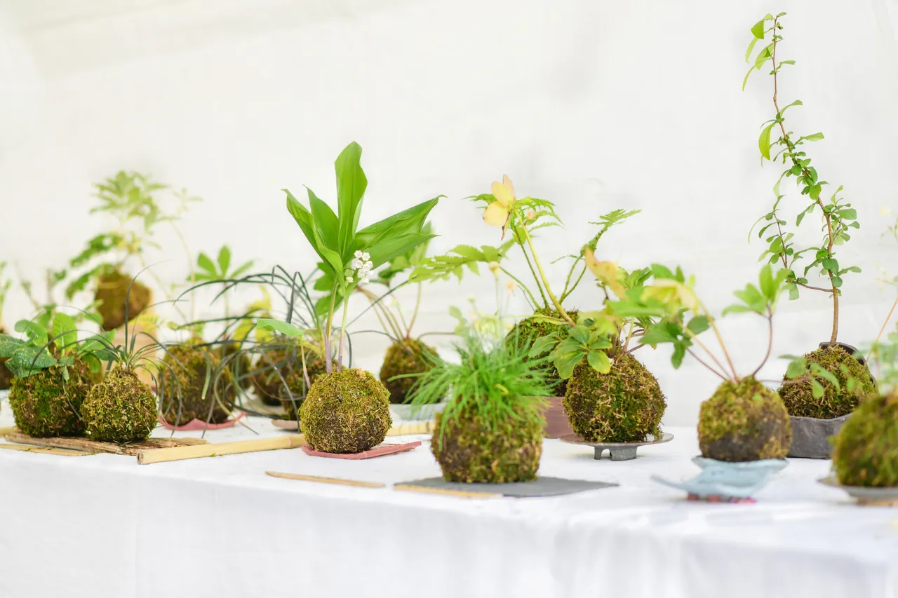 deco-kokedama