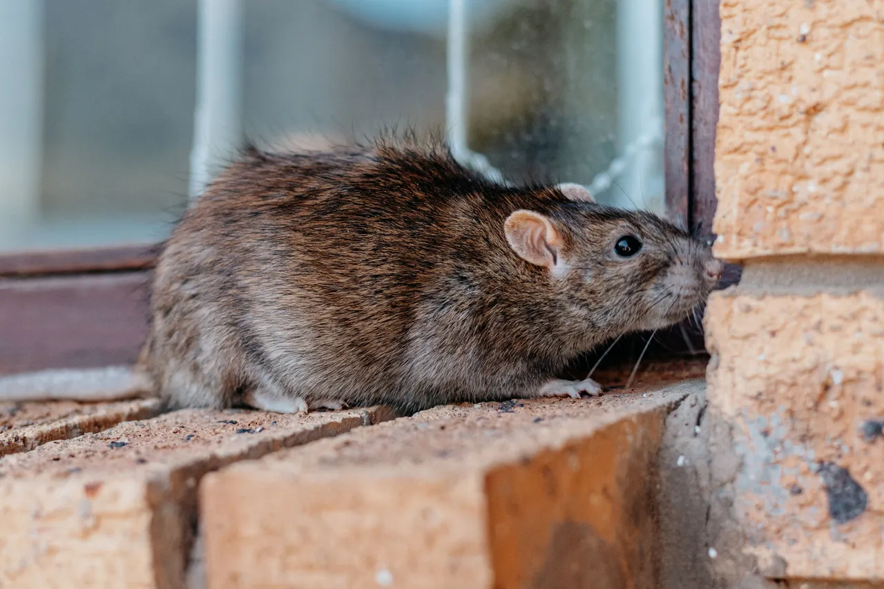dentifrice-rats